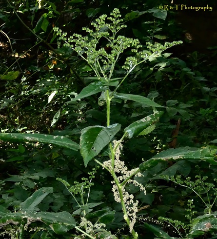 {Laportea canadensis}